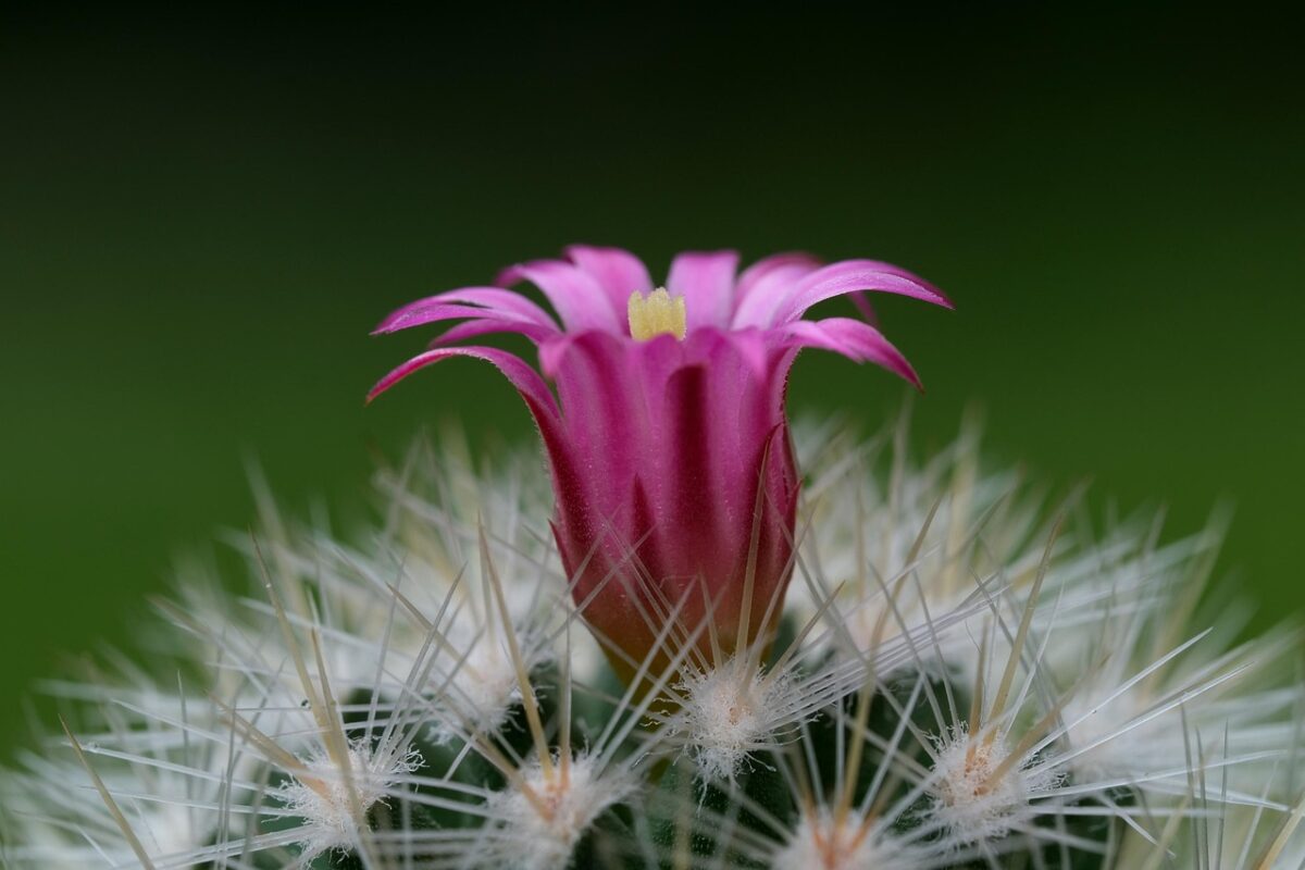 Moltiplicazione, Cactus Moltiplicazione, Cactus