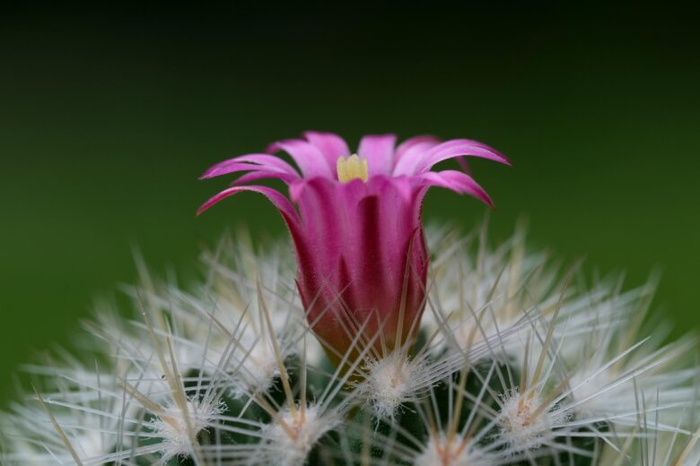 Moltiplicazione, Cactus