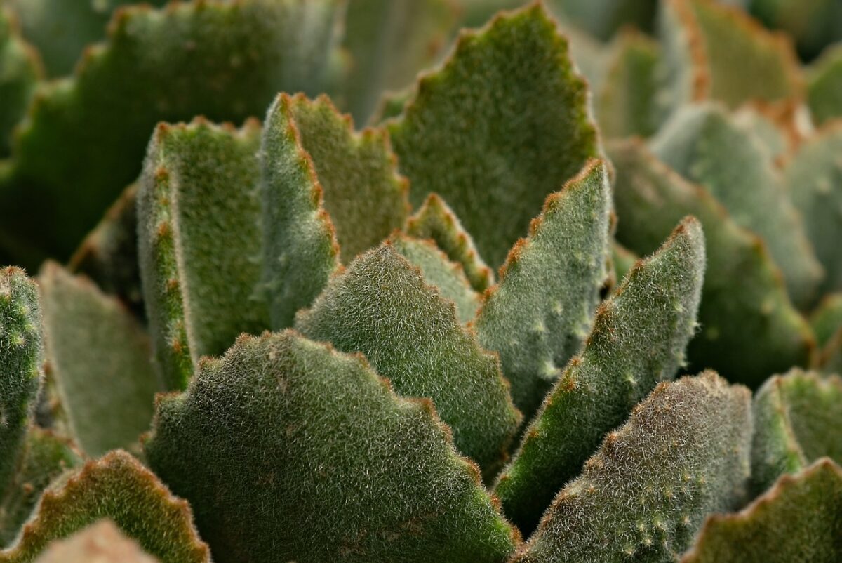 Parasita, Cactus Parasita, Cactus