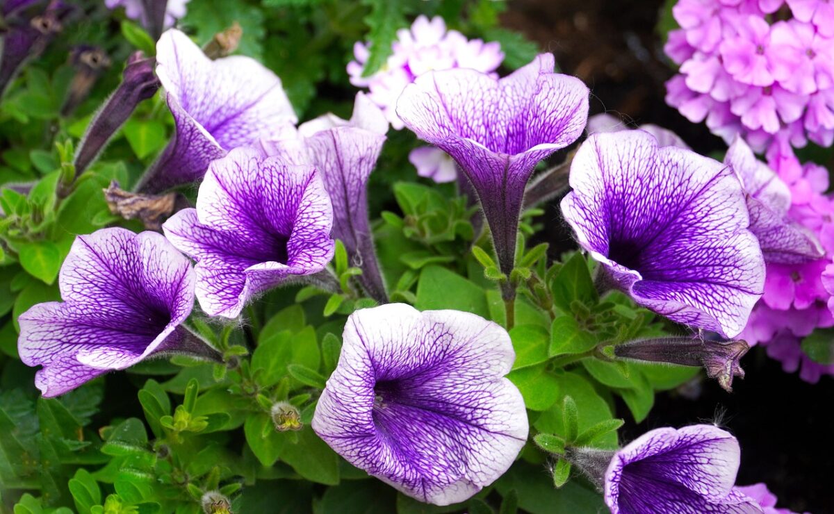 Petunia Petunia