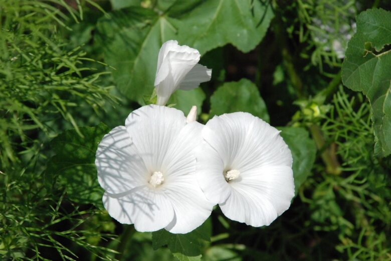 Petunia