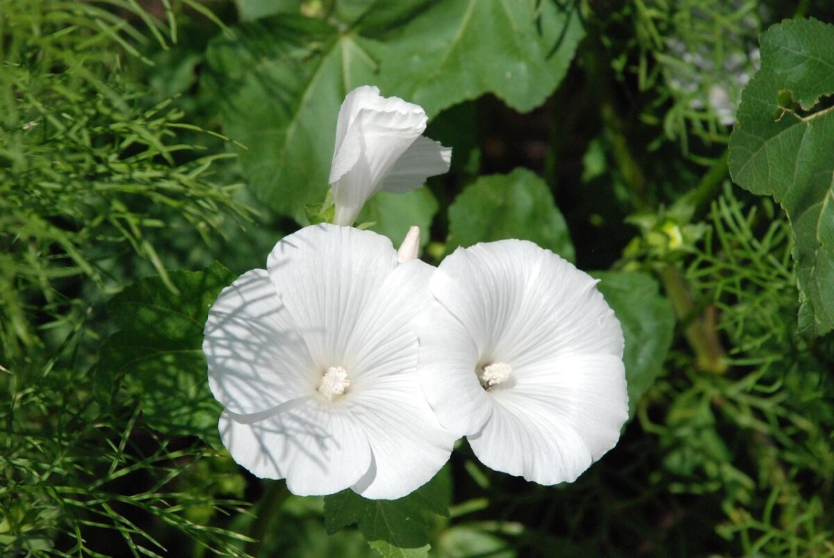 Petunia Petunia
