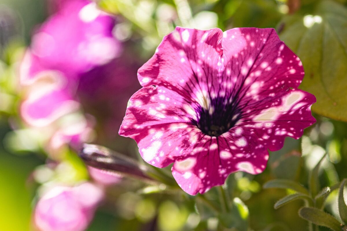 Petunia Petunia
