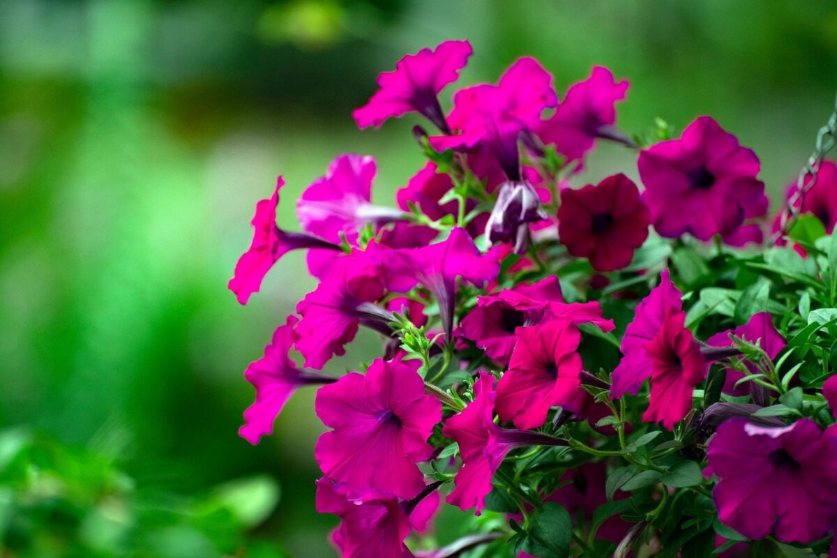 Petunia Petunia