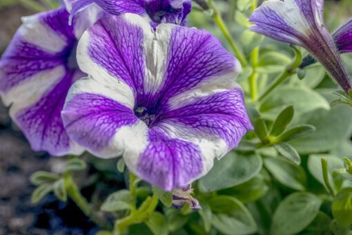 Potunia – Petunia Hybrid