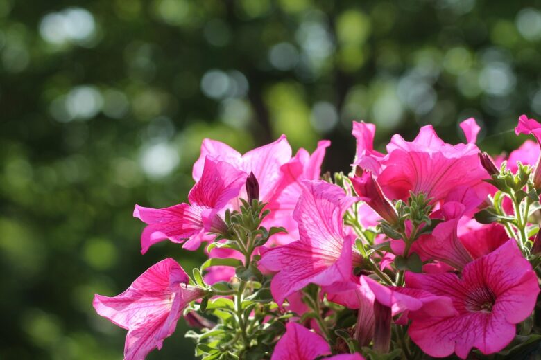 Petunia, Esposizone