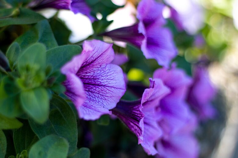Petunia, Terreno