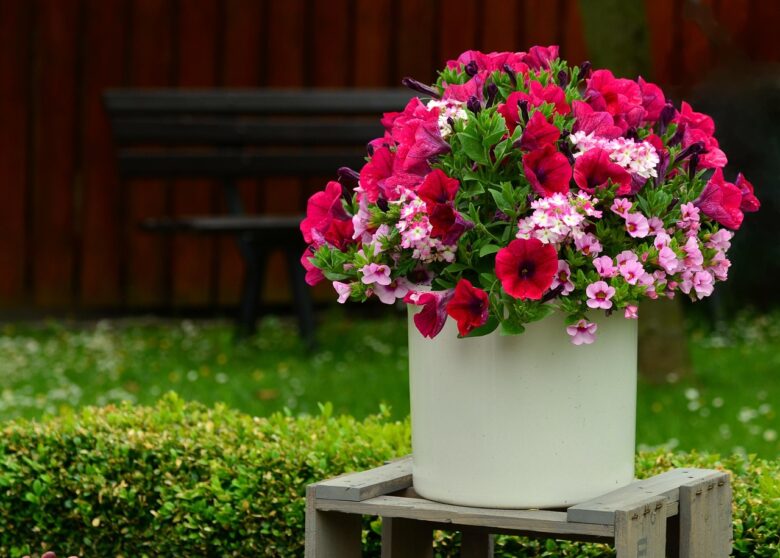 Petunia, Vaso