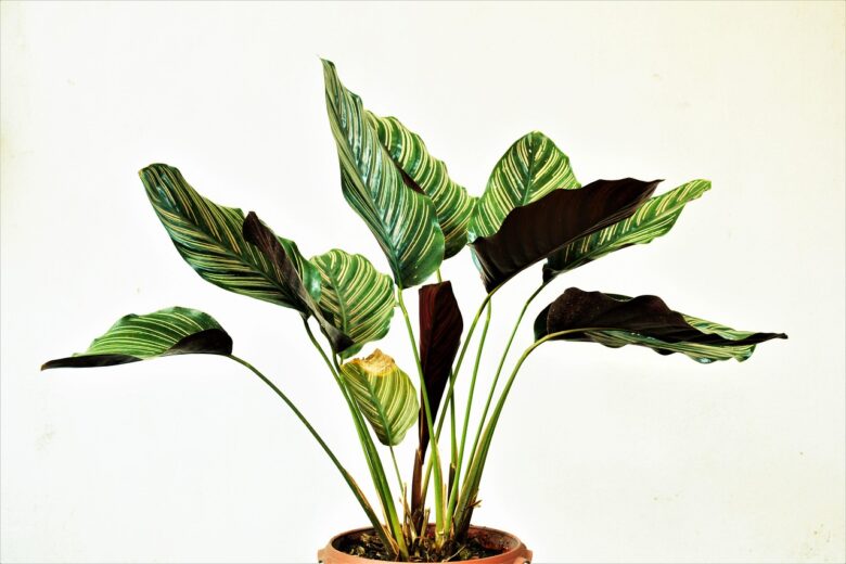 Pianta, Da