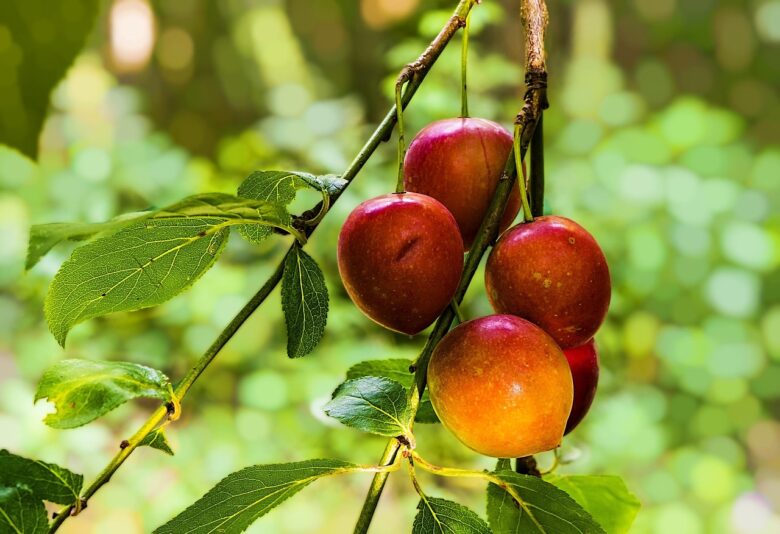 Pianta, Frutti