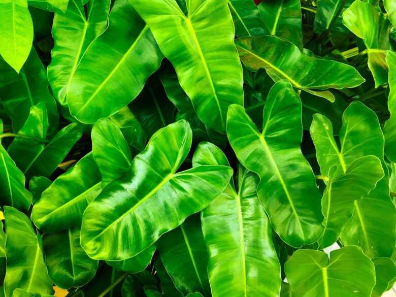 Piante,