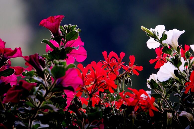 Piante, Balcone