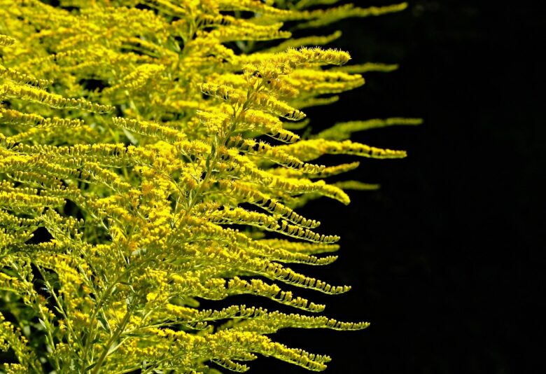 Piante, Erbace