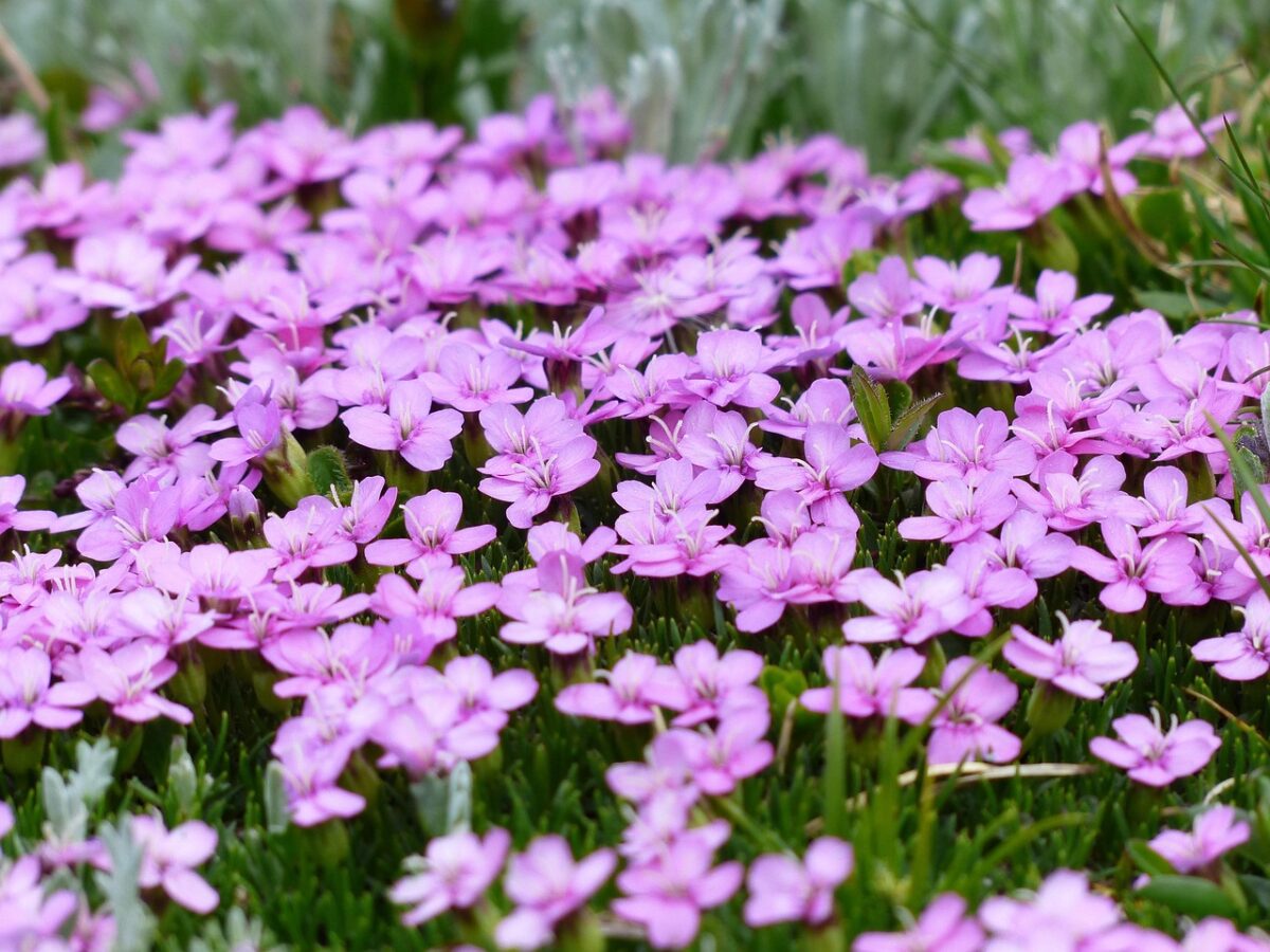 Piante, Rosa Piante, Rosa