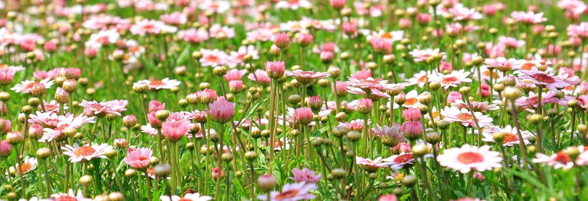 Piante, Rosa Piante, Rosa