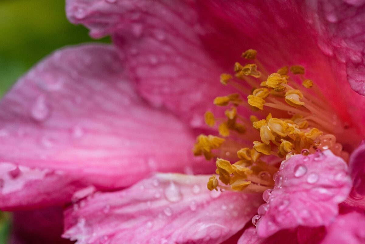 Piante, Rosa