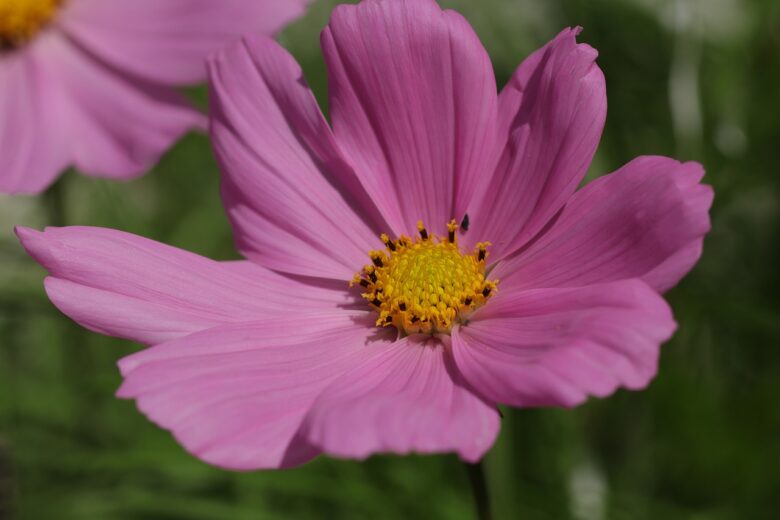 Piante, Rosa
