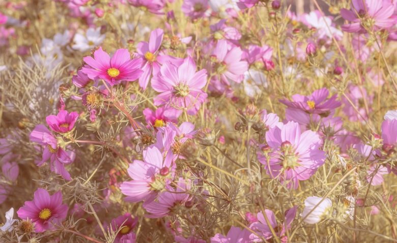 Piante, Rosa