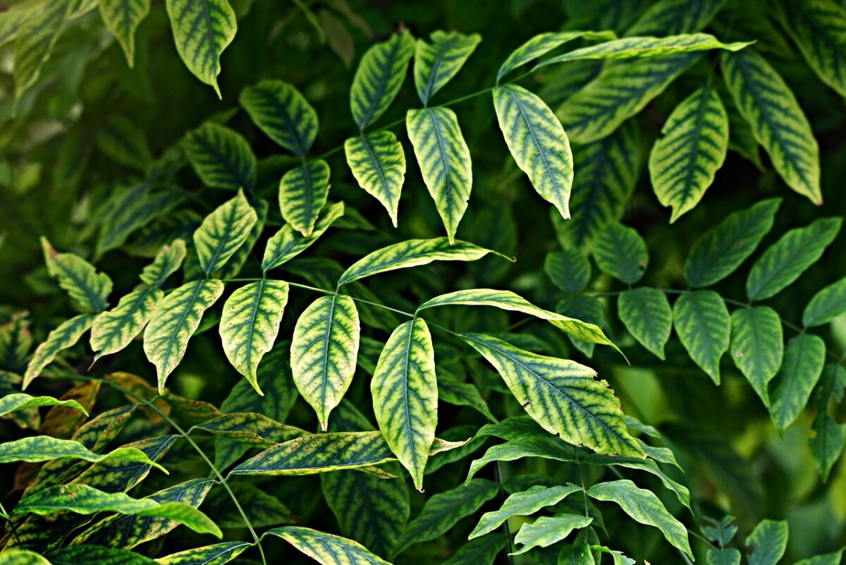 Piante, Verdi Piante, Verdi