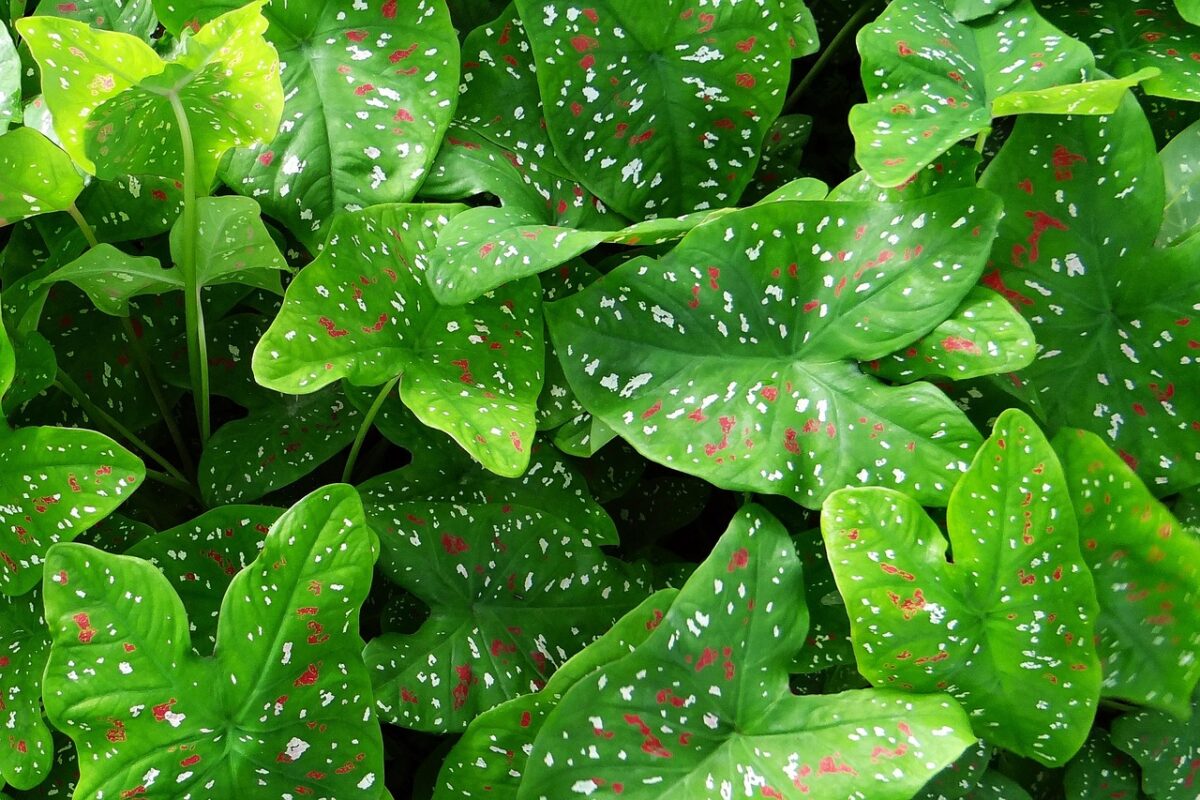 Piante, Verdi Piante, Verdi