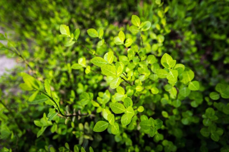 Piante, Verdi