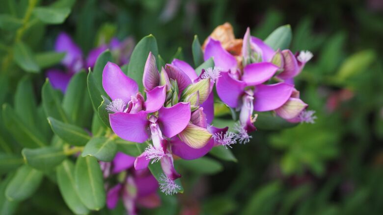 Polygala,