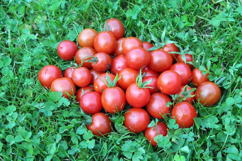 Pomodorini, E