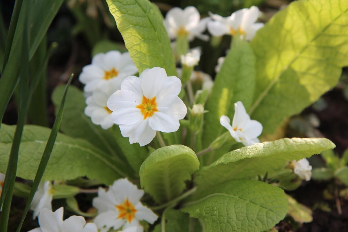 Primula, Bianca Primula, Bianca