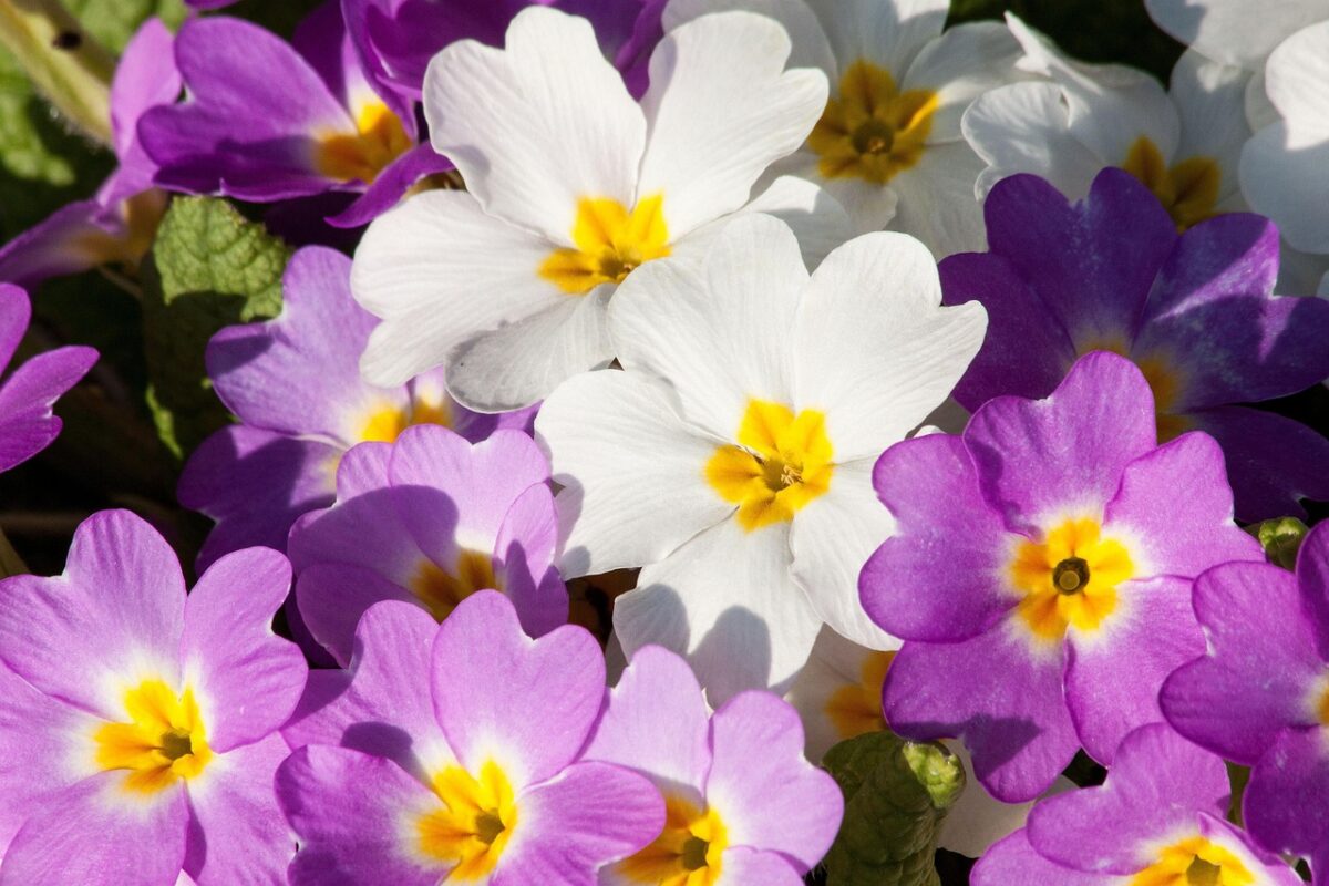 Primula, Bianca Primula, Bianca