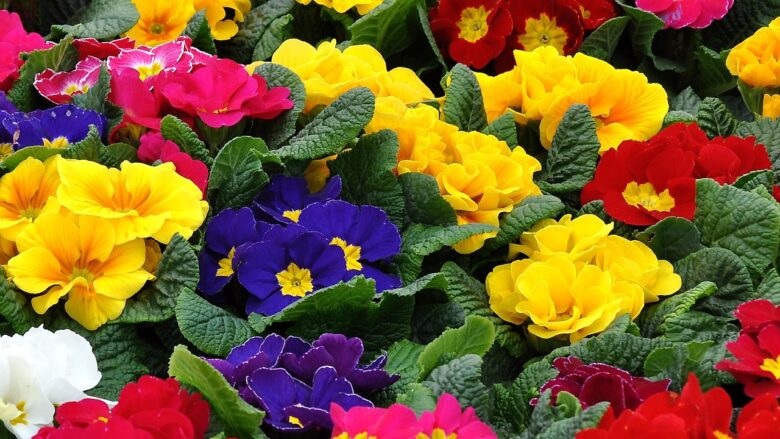 Primula, Del