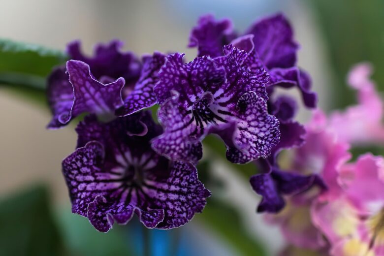 Primula, Del