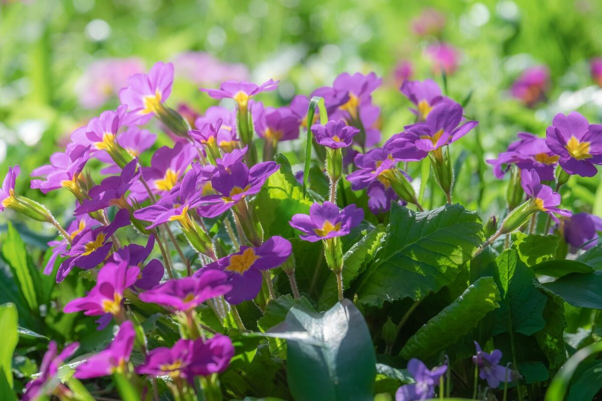 Primula, Terreno Primula, Terreno