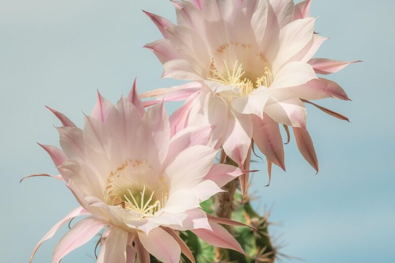 Rinvaso, Cactus