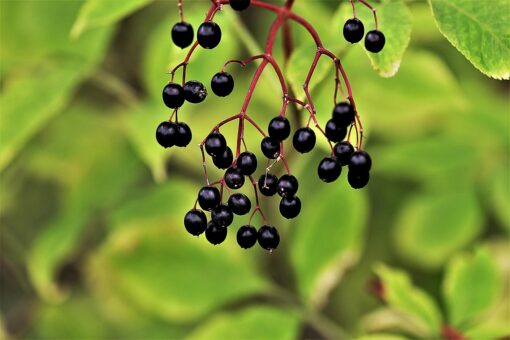 Ebbio o Sambucus ebulus