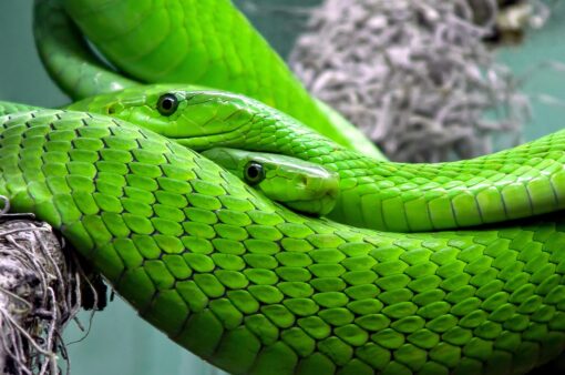 Serpenti italiani: specie e caratteristiche