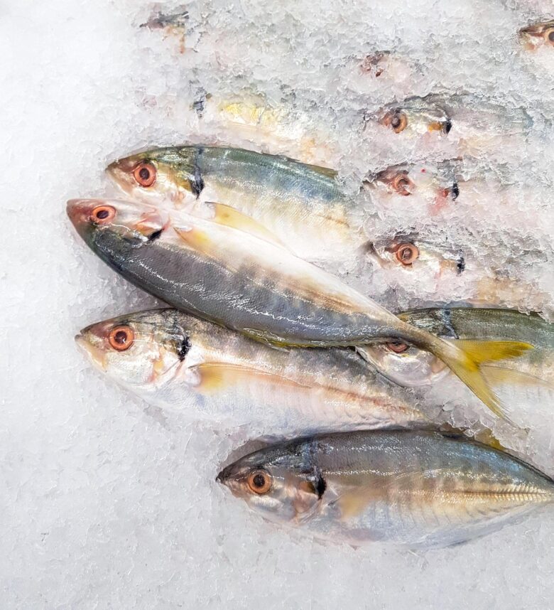 Sgombro, Pesce