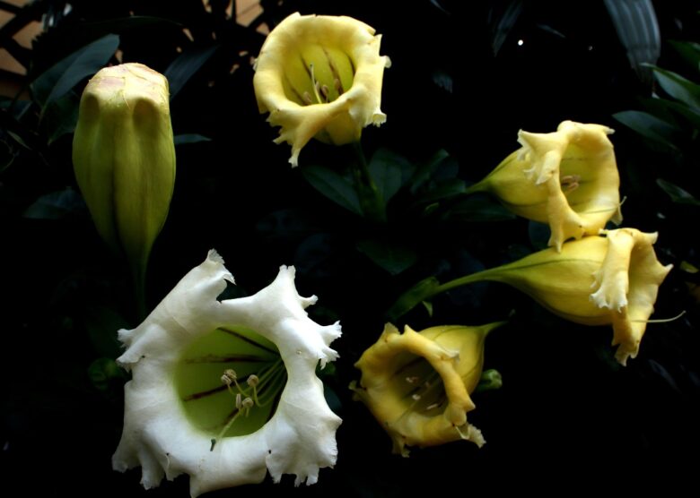 Solandra
