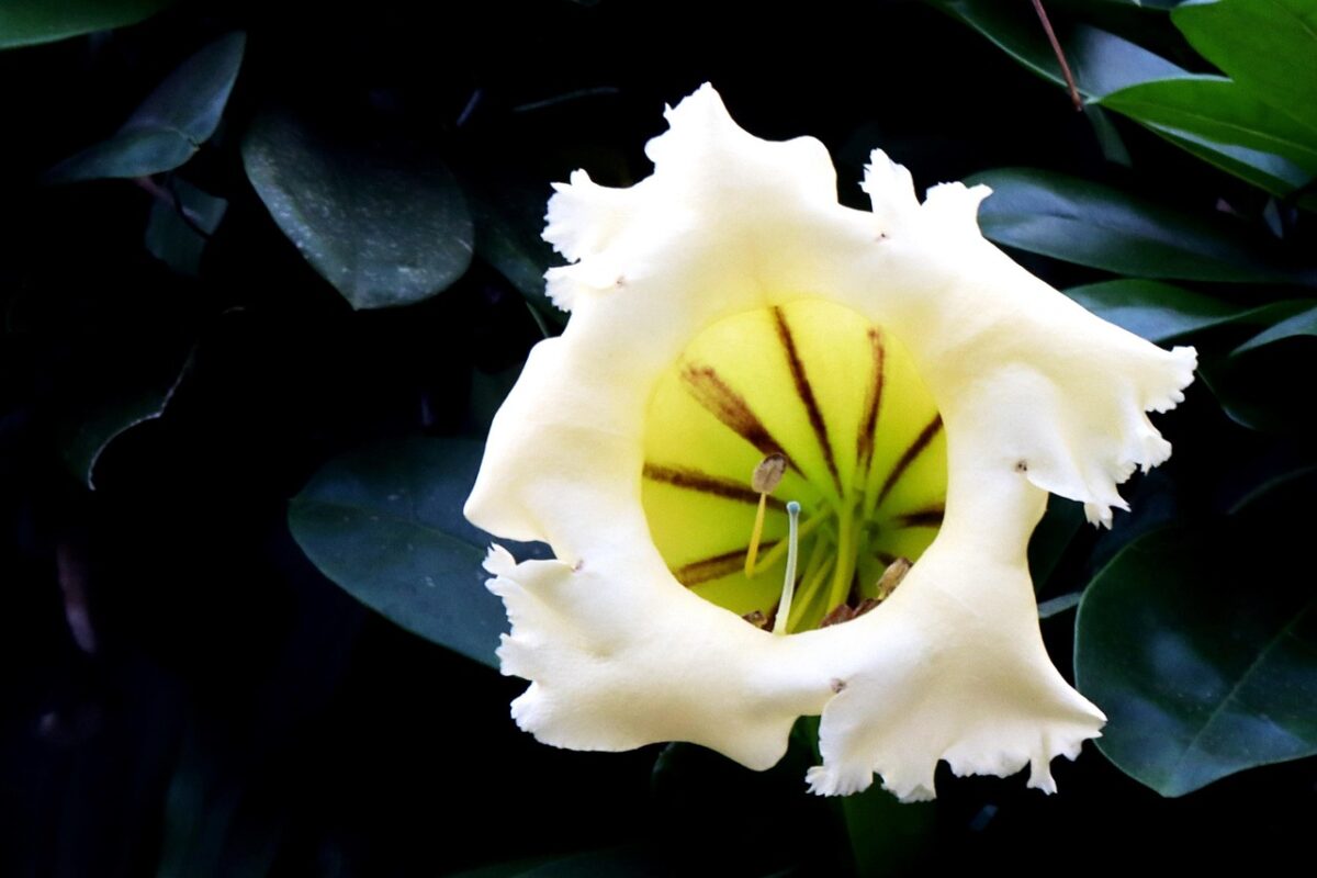 Solandra, Solandra,