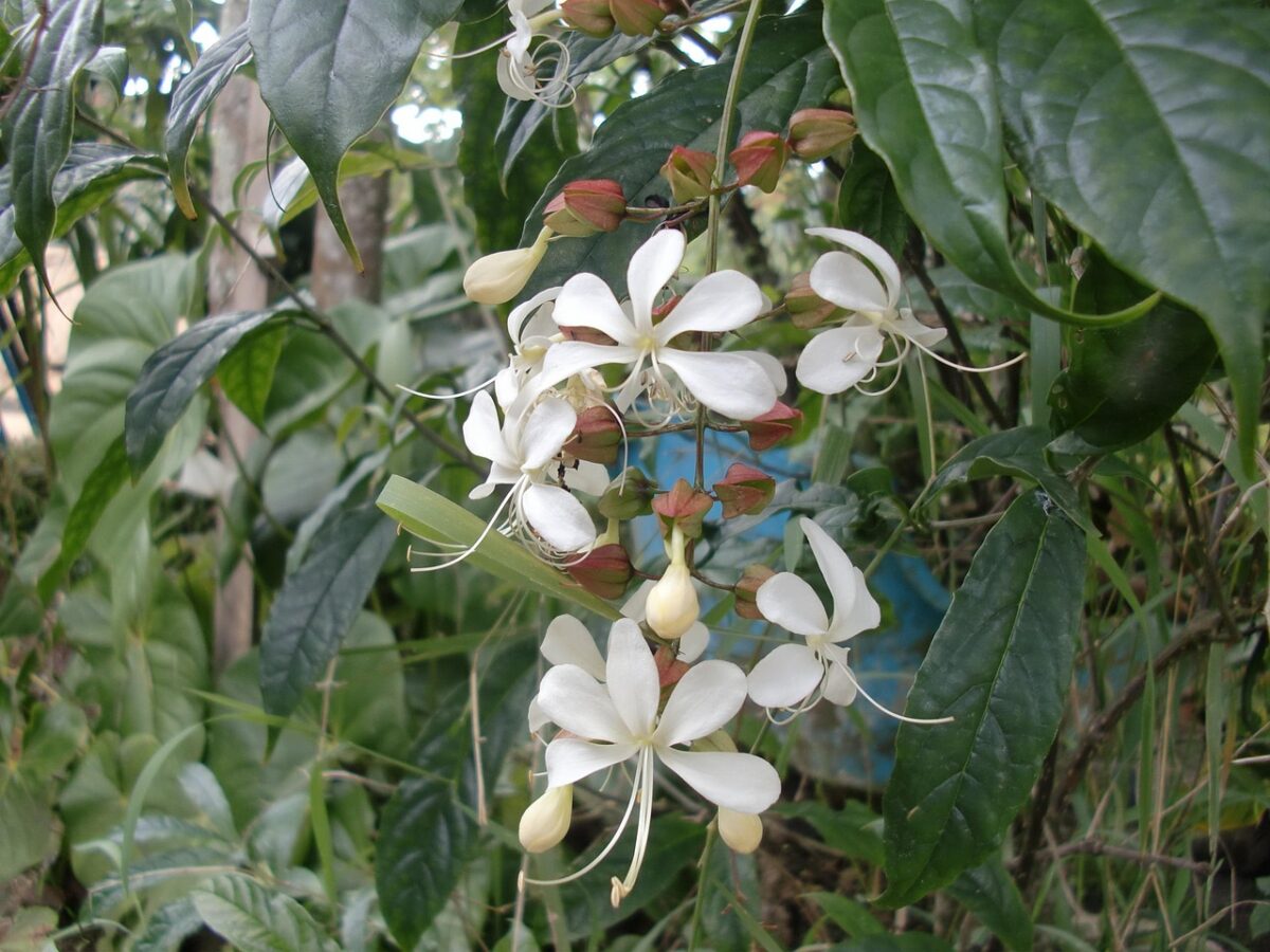 Tabernaemontana Tabernaemontana