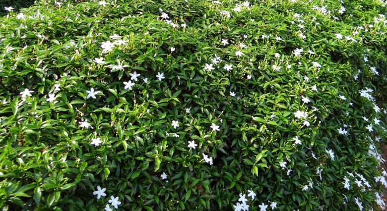 Tabernaemontana
