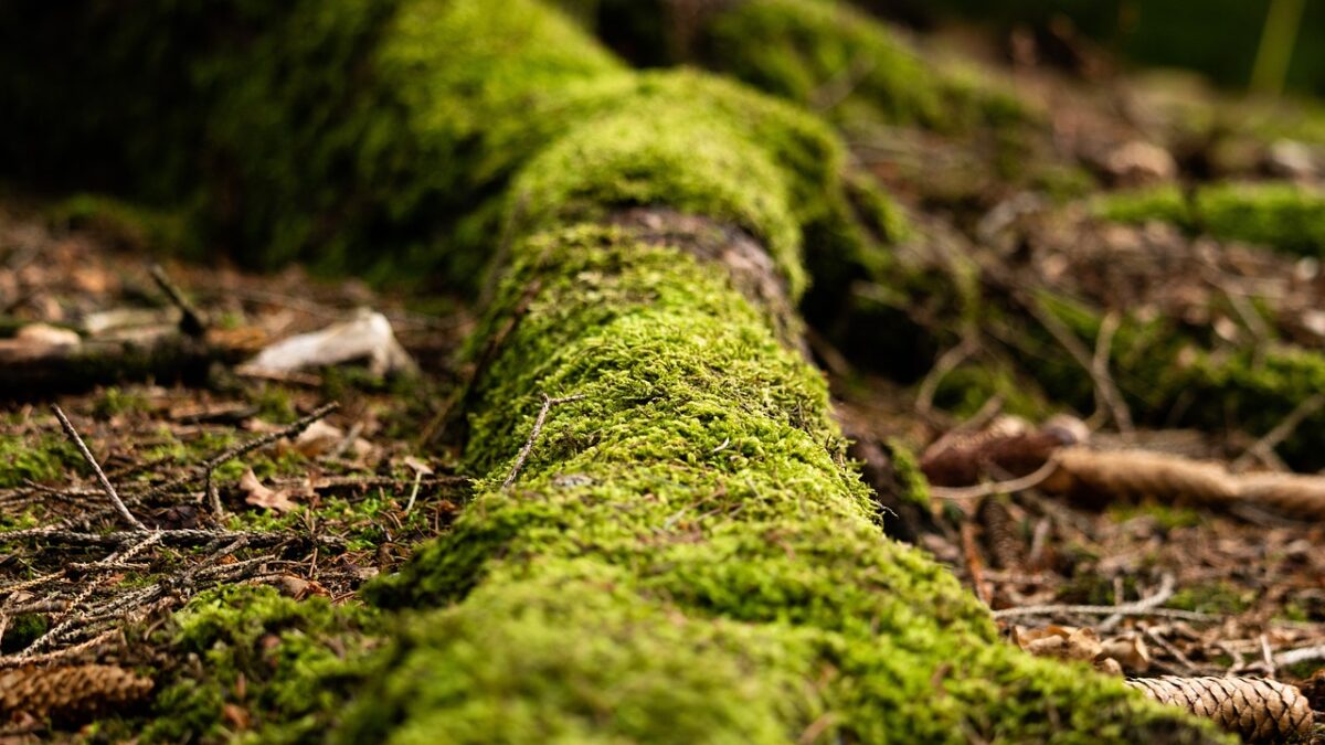 Terreno, Albero Terreno, Albero