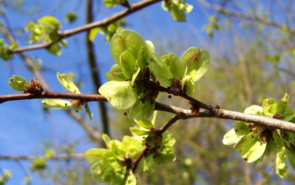 Ulmus Ulmus