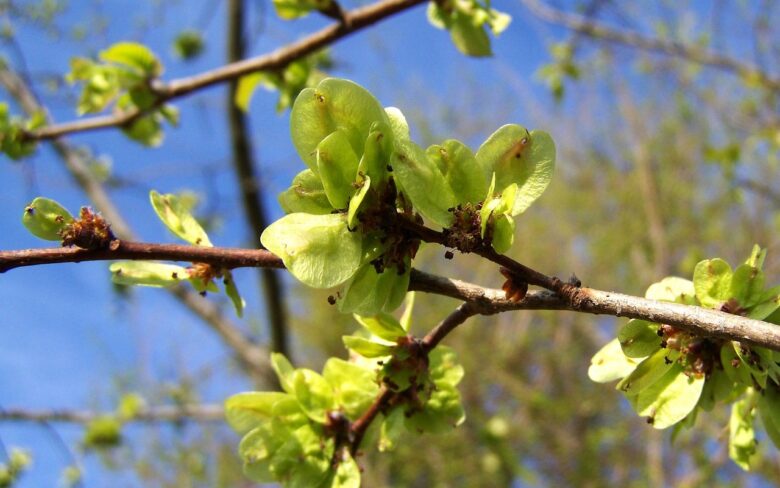 Ulmus