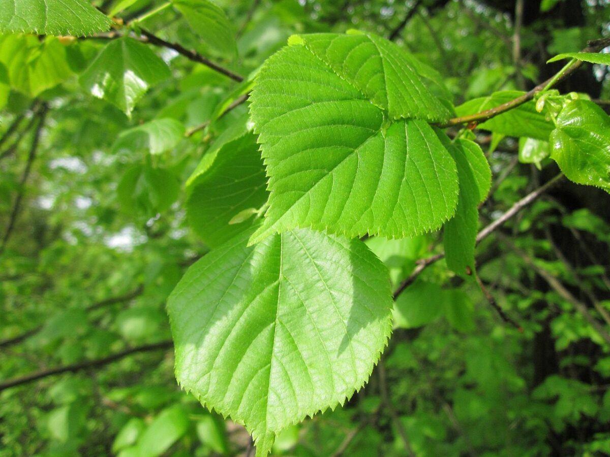 Ulmus Ulmus