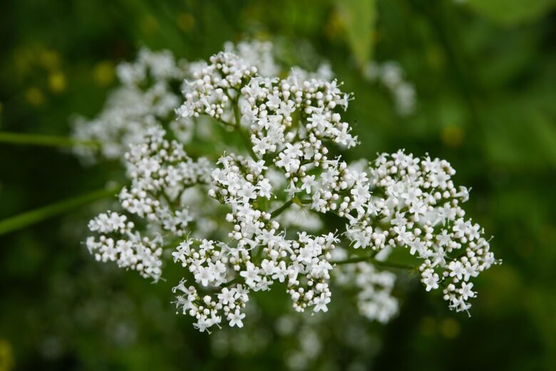 Valeriana,