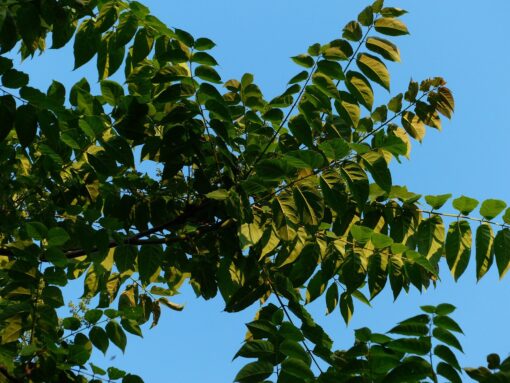 Ailanto – Albero del Paradiso