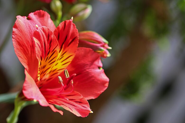 Alstroemeria