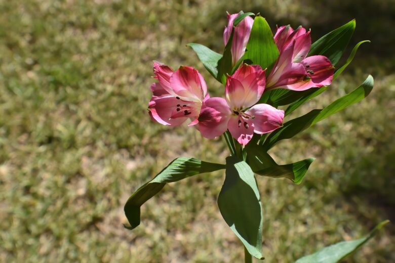 Alstroemeria