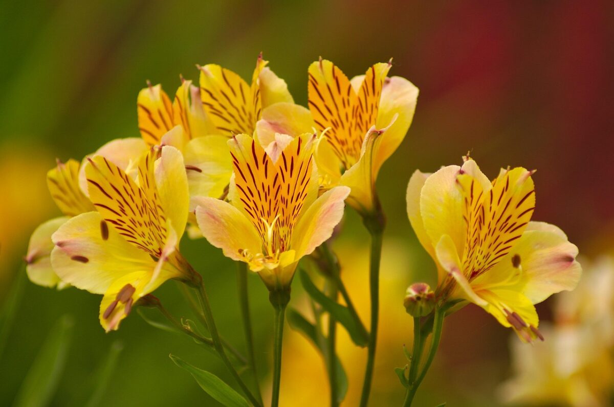 Alstroemeria
