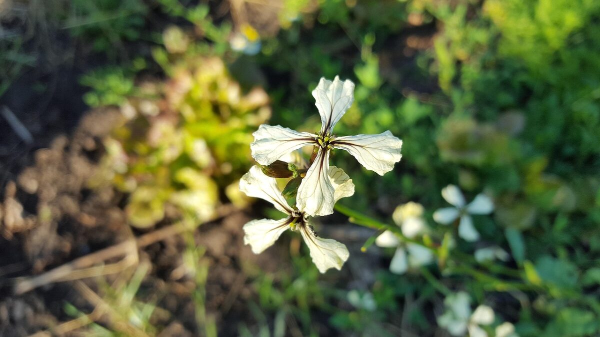 Anredera, Vesicaria